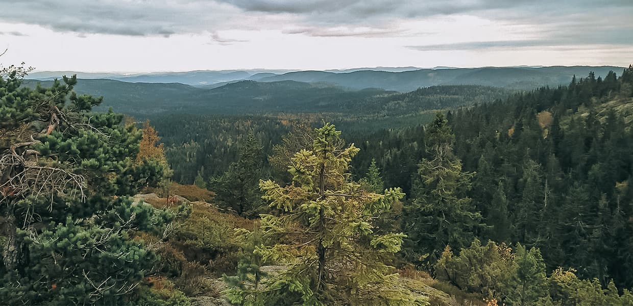 Utsikt mot skog og horisont